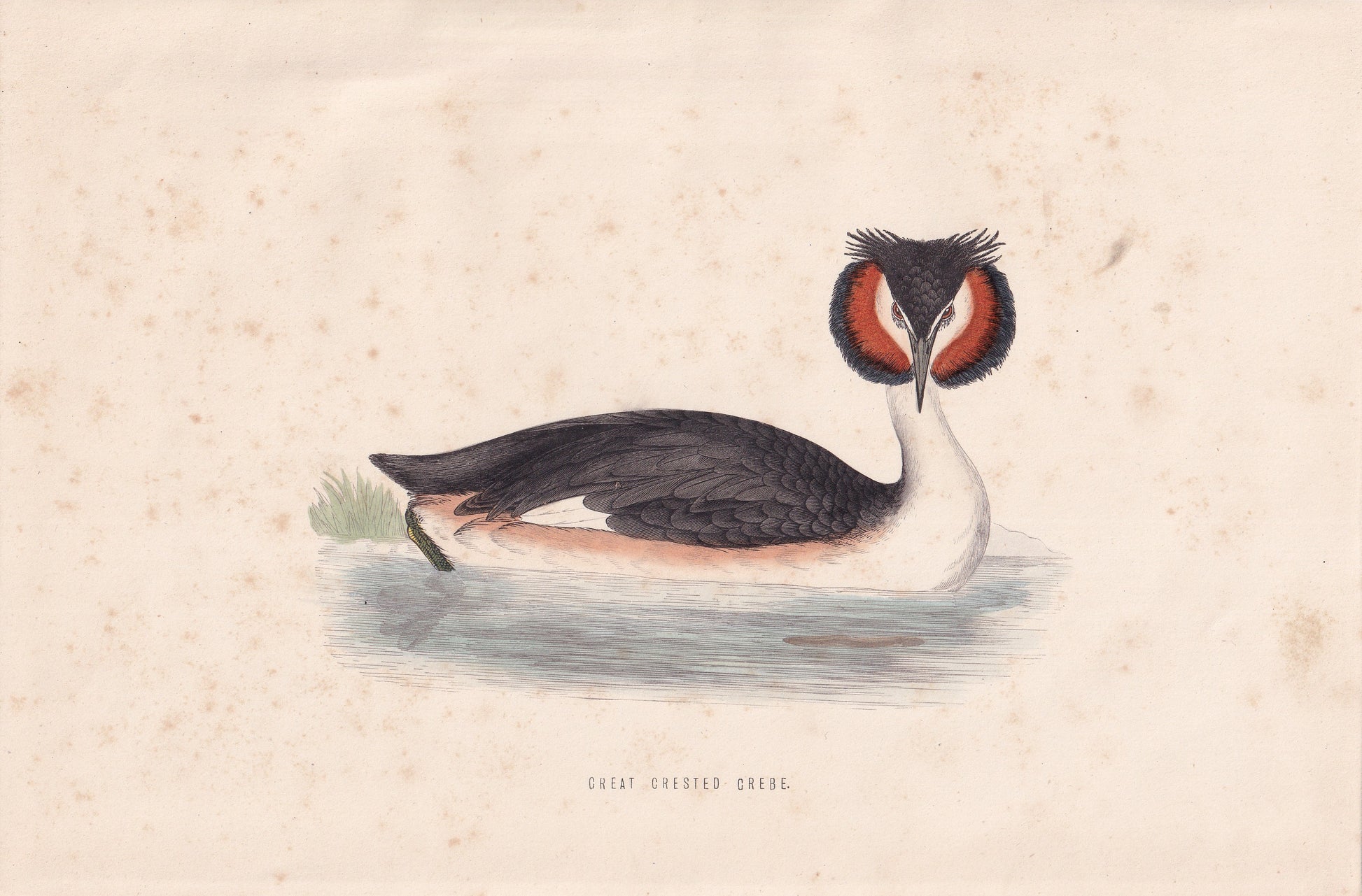 Great-crested Grebe - original 1870 hand coloured antique bird print by Alexander Francis Lydon, engraved by Benjamin Fawcett