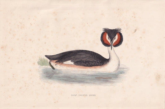 Great-crested Grebe - original 1870 hand coloured antique bird print by Alexander Francis Lydon, engraved by Benjamin Fawcett