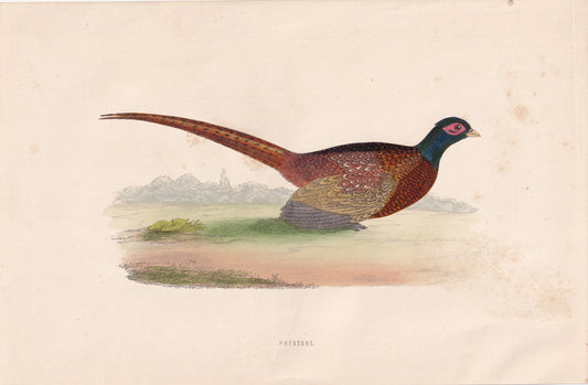 Pheasant - original 1870 hand coloured antique bird print by Alexander Francis Lydon, engraved by Benjamin Fawcett