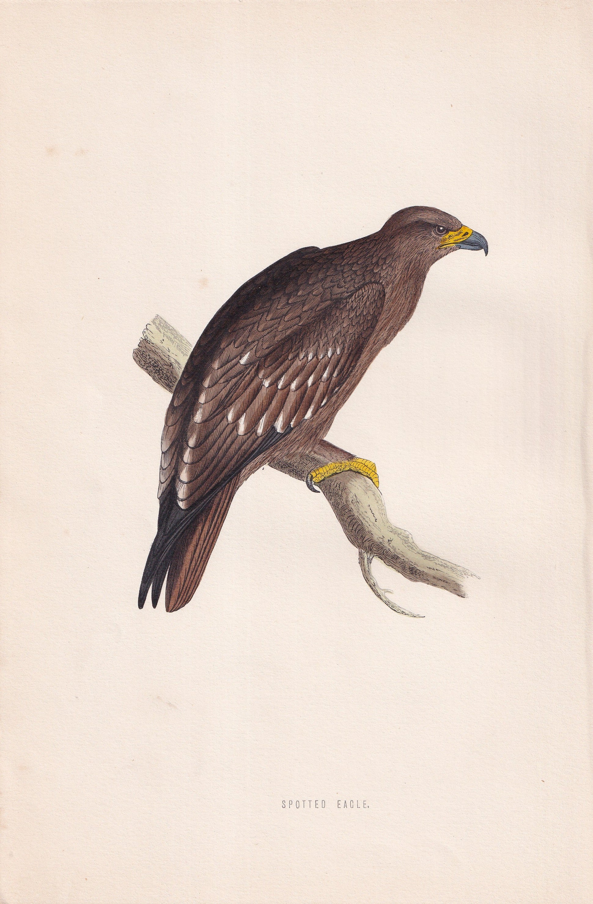 Spotted Eagle - original 1870 hand coloured antique bird print by Alexander Francis Lydon, engraved by Benjamin Fawcett