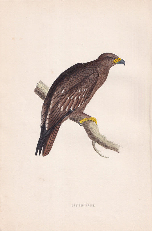 Spotted Eagle - original 1870 hand coloured antique bird print by Alexander Francis Lydon, engraved by Benjamin Fawcett