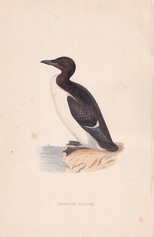Brunnich's Guillemot - original 1870 hand coloured antique bird print by Alexander Francis Lydon, engraved by Benjamin Fawcett