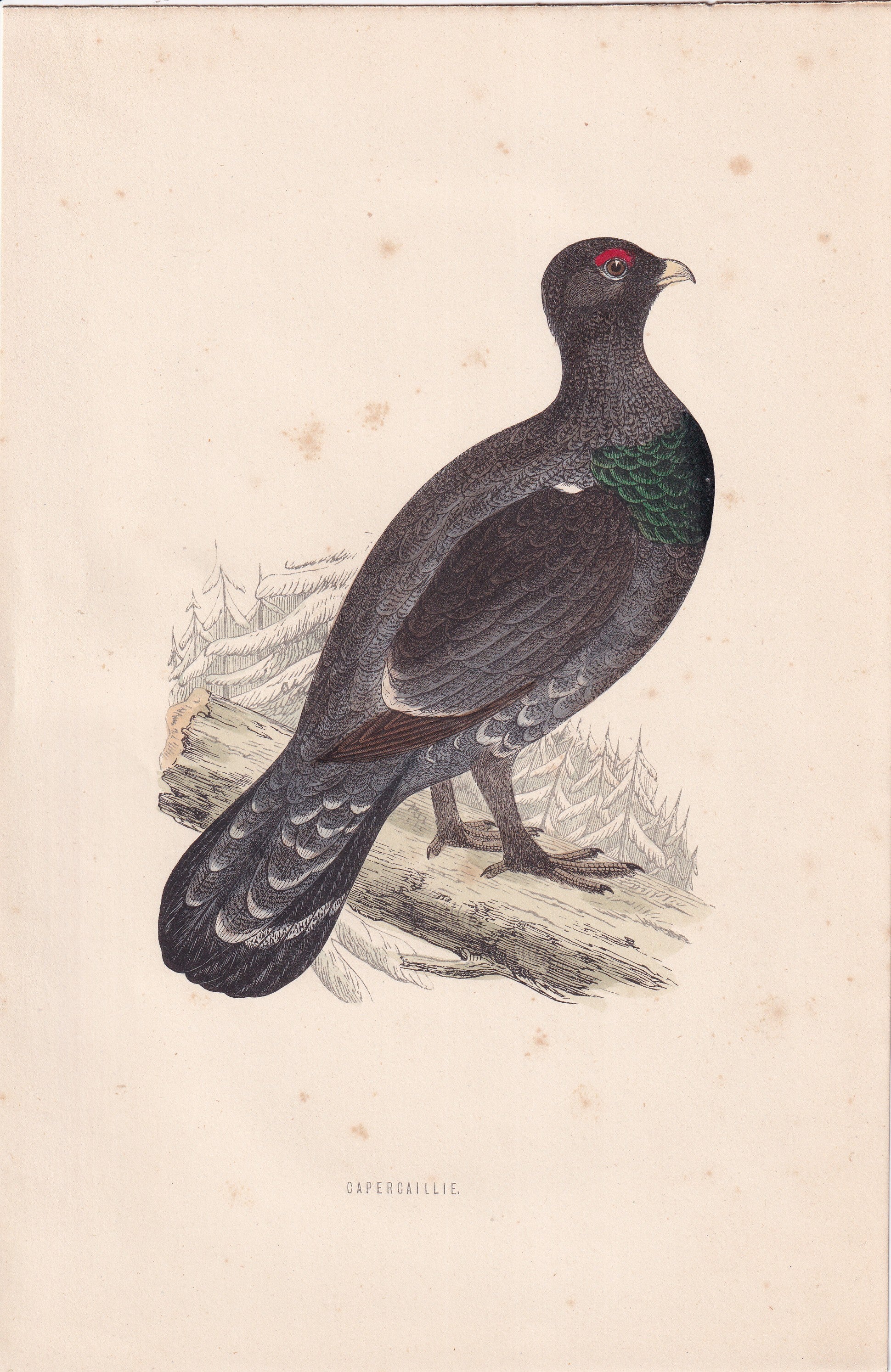 Capercaillie - original 1870 hand coloured antique bird print by Alexander Francis Lydon, engraved by Benjamin Fawcett