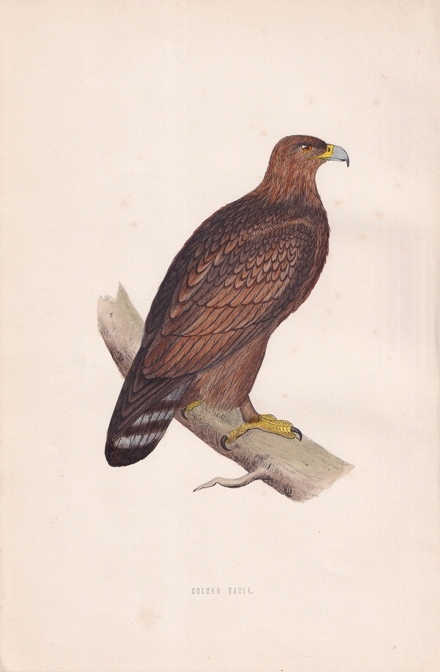 Golden Eagle - original 1870 hand coloured antique bird print by Alexander Francis Lydon, engraved by Benjamin Fawcett