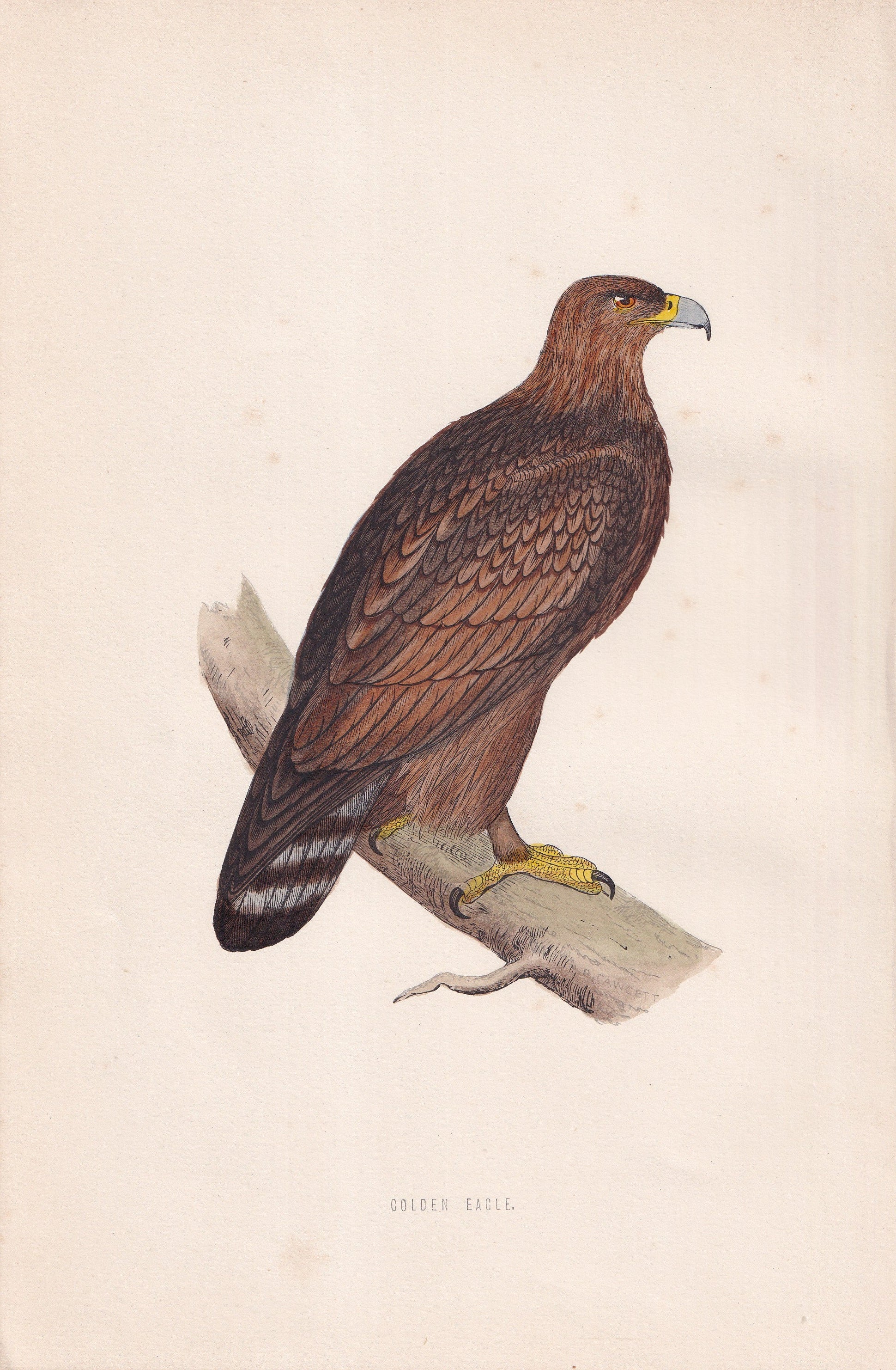 Golden Eagle - original 1870 hand coloured antique bird print by Alexander Francis Lydon, engraved by Benjamin Fawcett