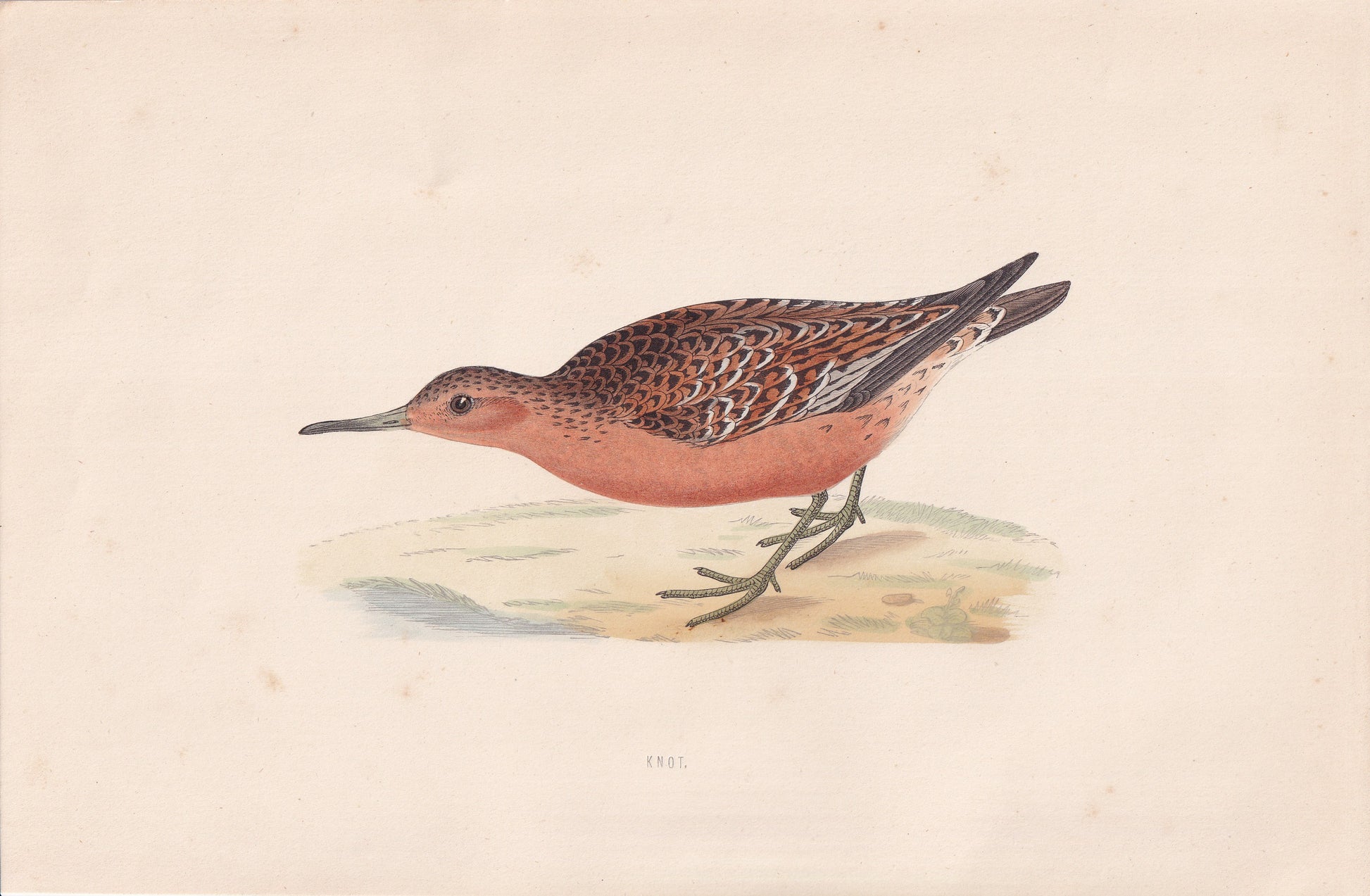 Knot - original 1870 hand coloured antique bird print by Alexander Francis Lydon, engraved by Benjamin Fawcett
