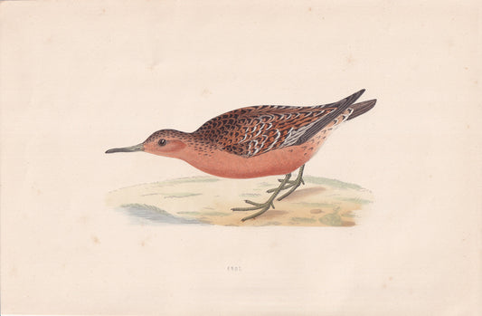 Knot - original 1870 hand coloured antique bird print by Alexander Francis Lydon, engraved by Benjamin Fawcett