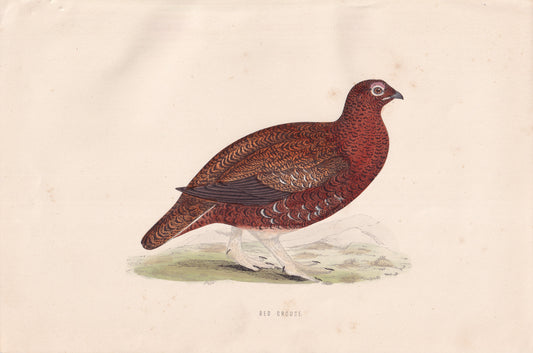 Red Grouse - original 1870 hand coloured antique bird print by Alexander Francis Lydon, engraved by Benjamin Fawcett