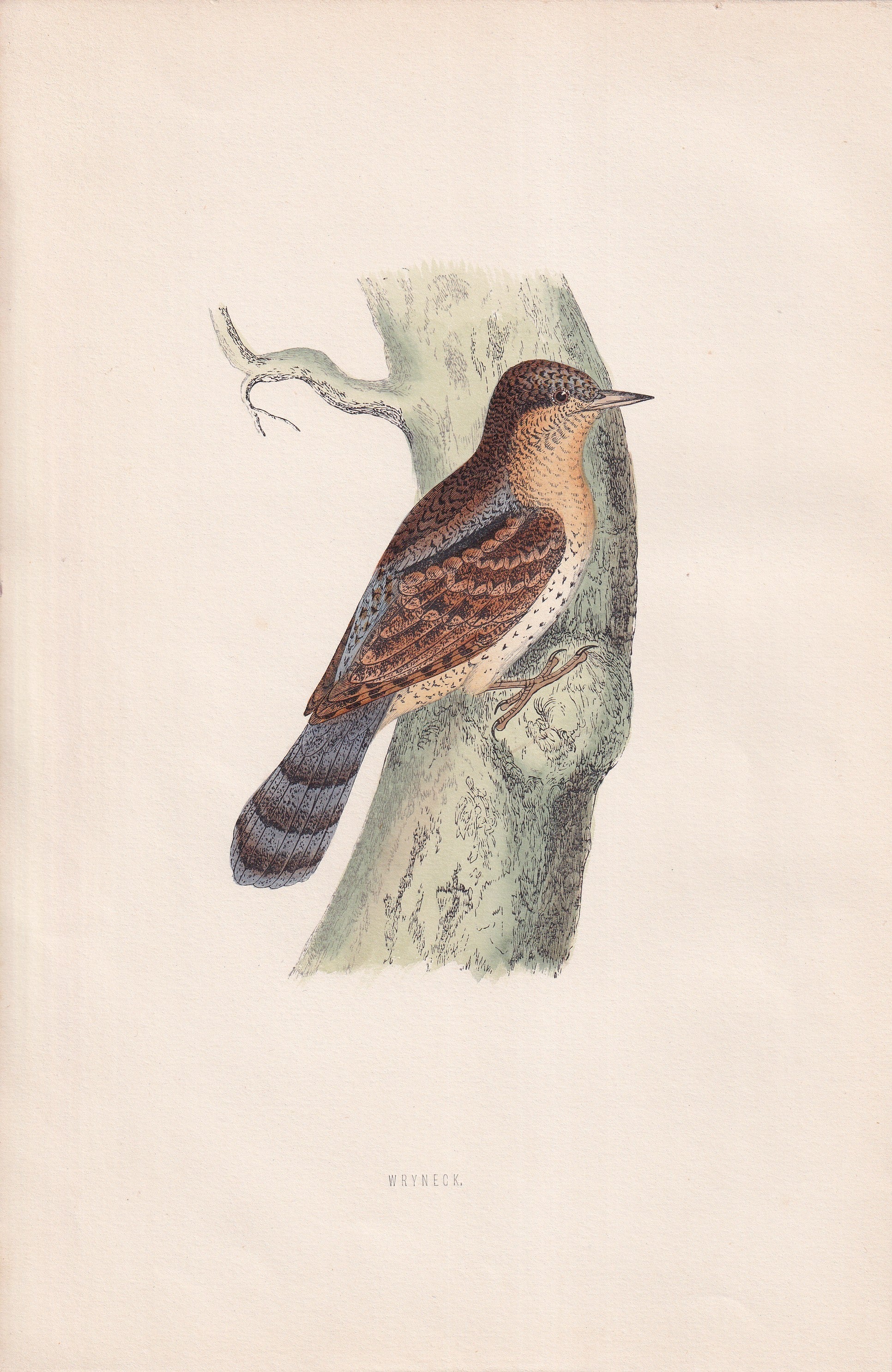Wryneck - original 1870 hand coloured antique bird print by Alexander Francis Lydon, engraved by Benjamin Fawcett