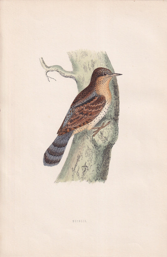 Wryneck - original 1870 hand coloured antique bird print by Alexander Francis Lydon, engraved by Benjamin Fawcett