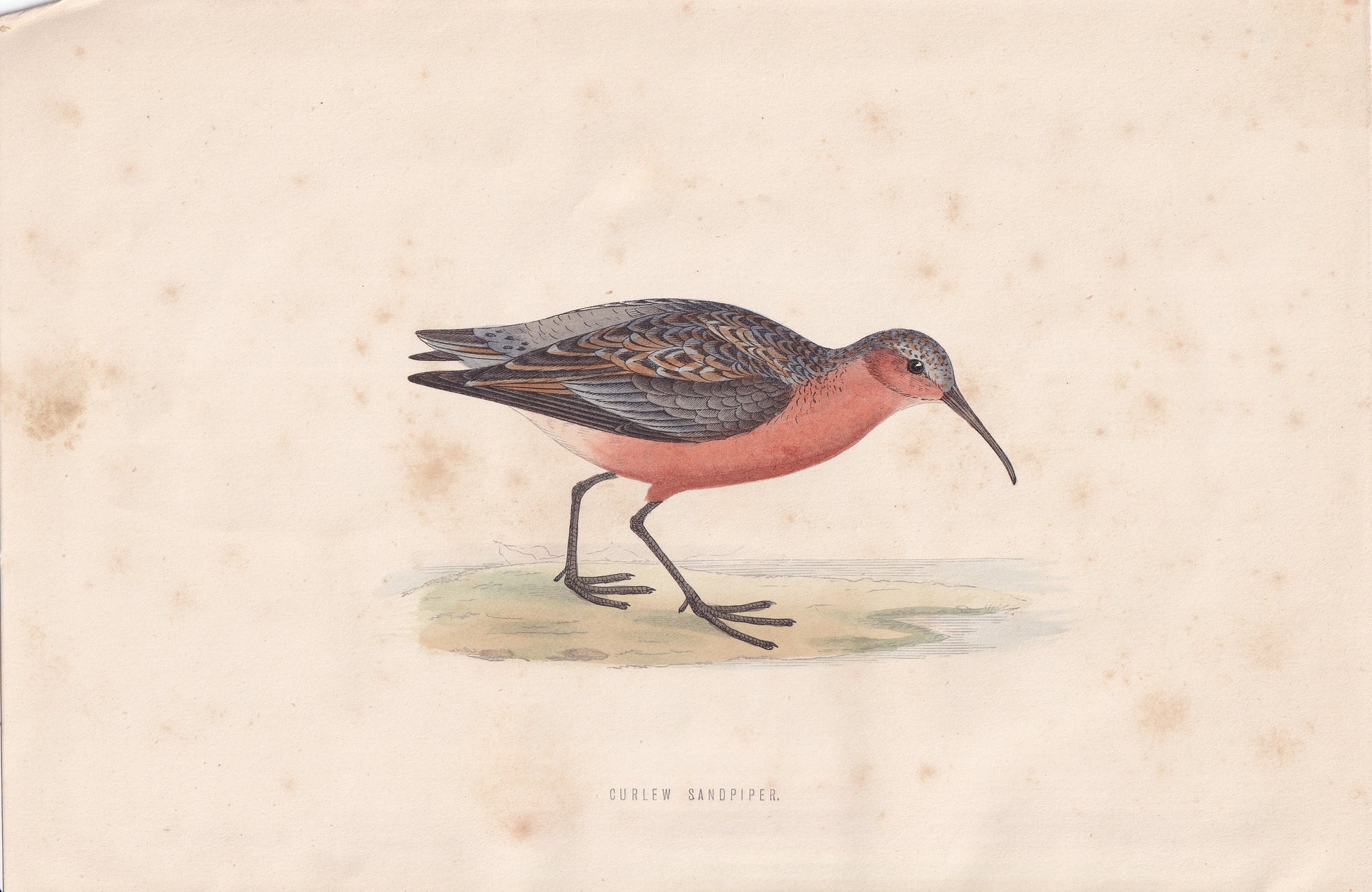 Curlew Sandpiper - original 1870 hand coloured antique bird print by Alexander Francis Lydon, engraved by Benjamin Fawcett
