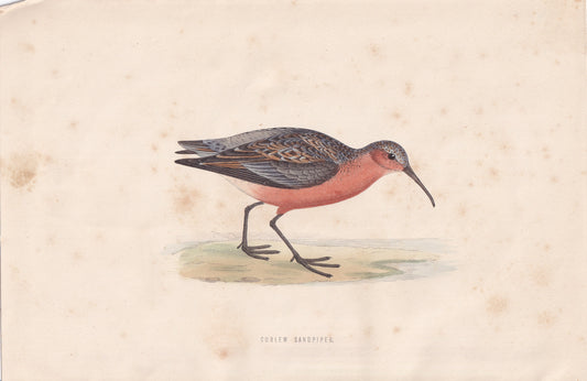 Curlew Sandpiper - original 1870 hand coloured antique bird print by Alexander Francis Lydon, engraved by Benjamin Fawcett