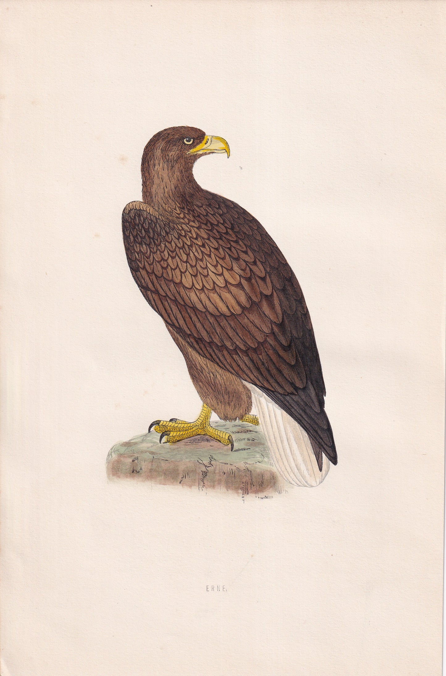 Erne - original 1870 hand coloured antique bird print by Alexander Francis Lydon, engraved by Benjamin Fawcett