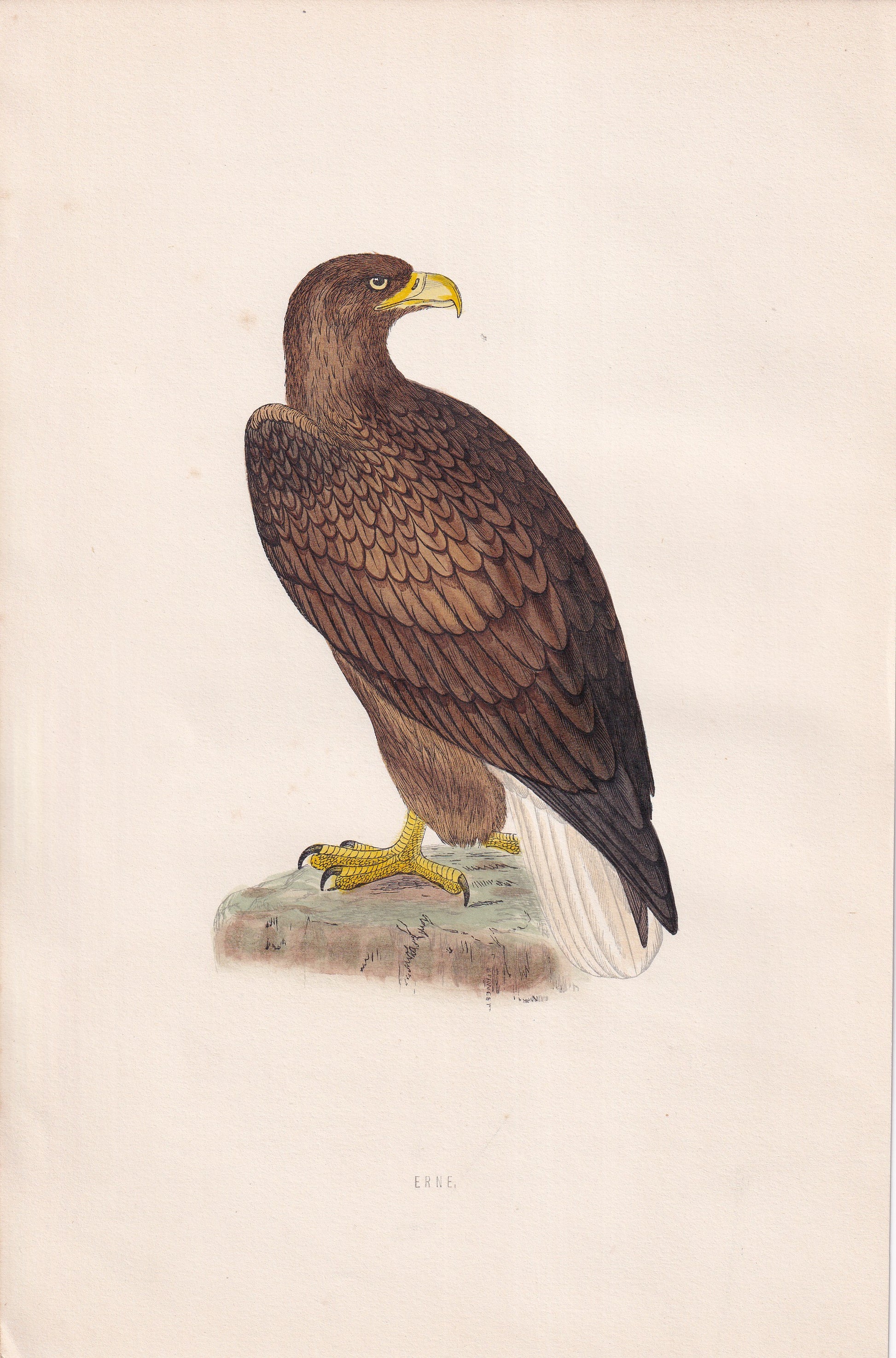 Erne - original 1870 hand coloured antique bird print by Alexander Francis Lydon, engraved by Benjamin Fawcett