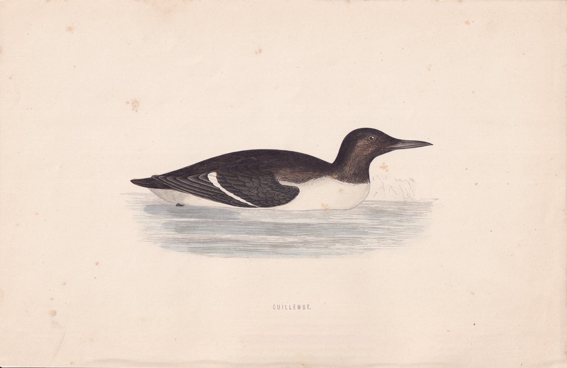 Guillemot - original 1870 hand coloured antique bird print by Alexander Francis Lydon, engraved by Benjamin Fawcett