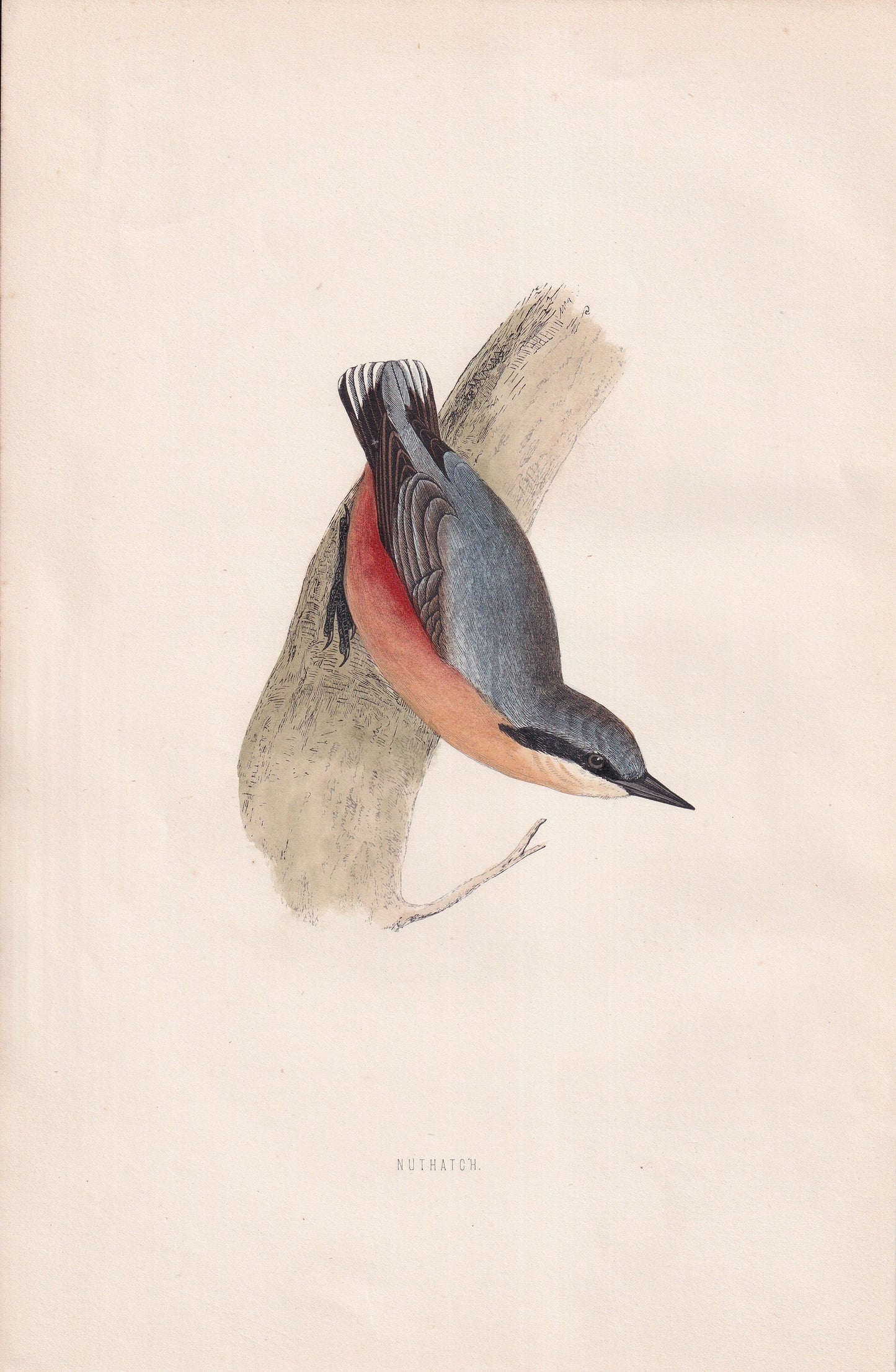 Nuthatch - original 1870 hand coloured antique bird print by Alexander Francis Lydon, engraved by Benjamin Fawcett