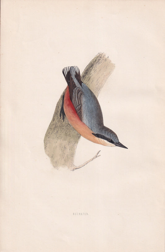 Nuthatch - original 1870 hand coloured antique bird print by Alexander Francis Lydon, engraved by Benjamin Fawcett