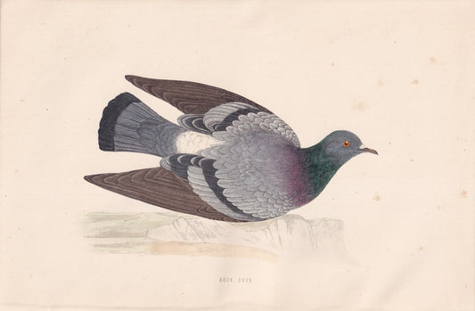 Rock Dove - original 1870 hand coloured antique bird print by Alexander Francis Lydon, engraved by Benjamin Fawcett