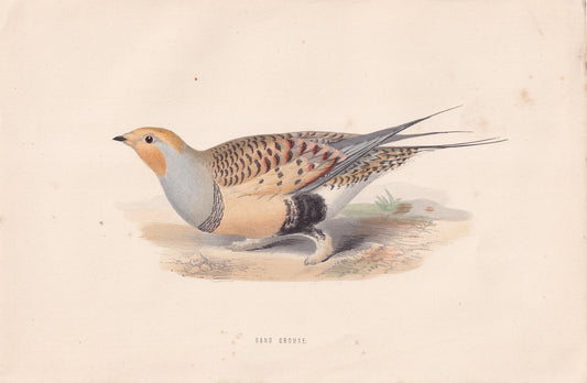 Sand Grouse - original 1870 hand coloured antique bird print by Alexander Francis Lydon, engraved by Benjamin Fawcett