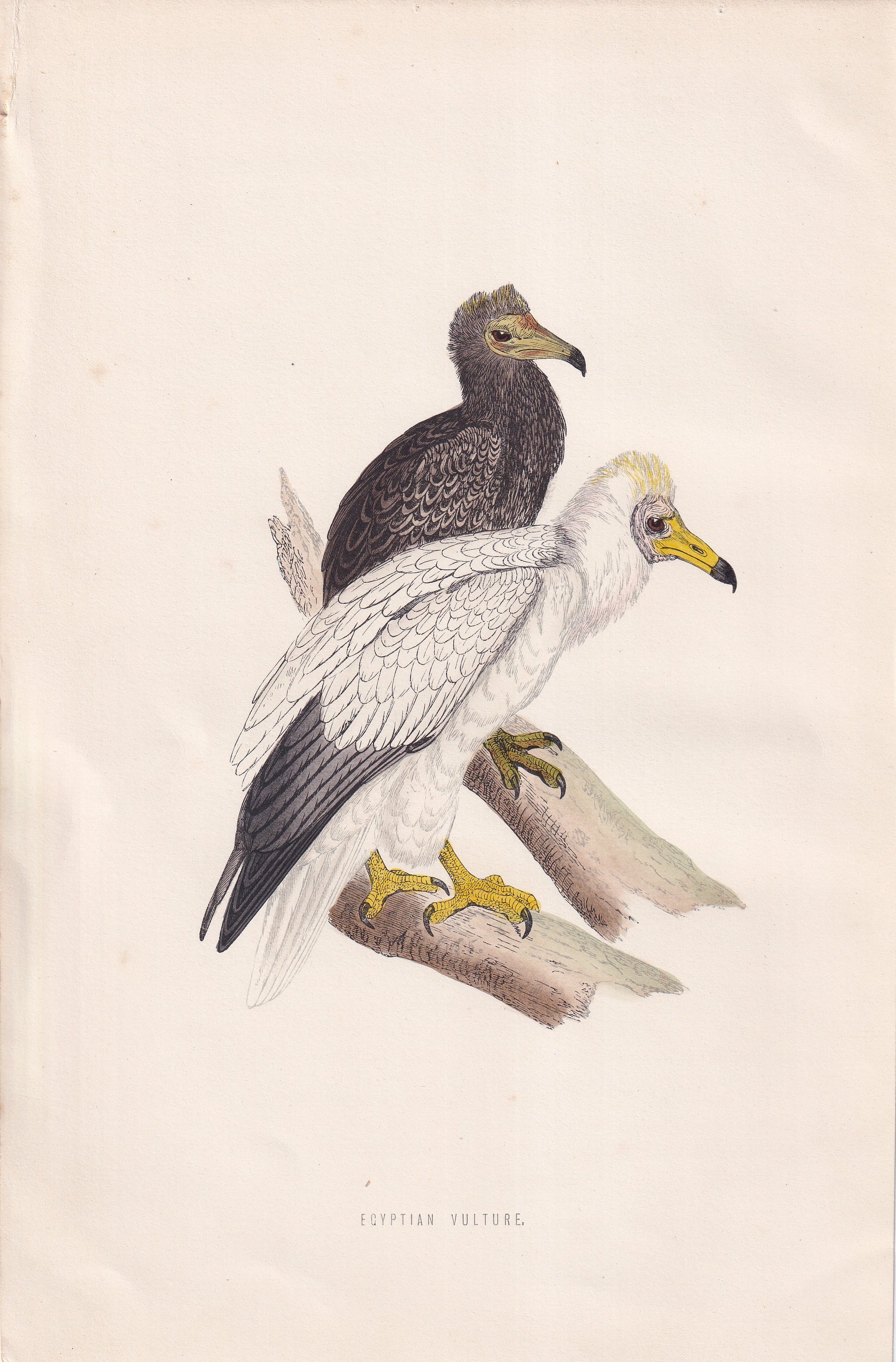 Egyptian Vulture - original 1870 hand coloured antique bird print by Alexander Francis Lydon, engraved by Benjamin Fawcett