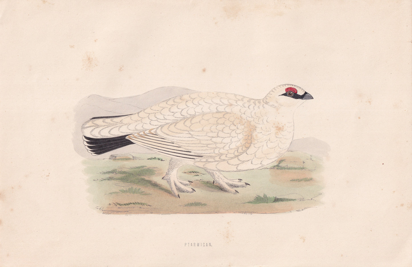 Ptarmigan - original 1870 hand coloured antique bird print by Alexander Francis Lydon, engraved by Benjamin Fawcett