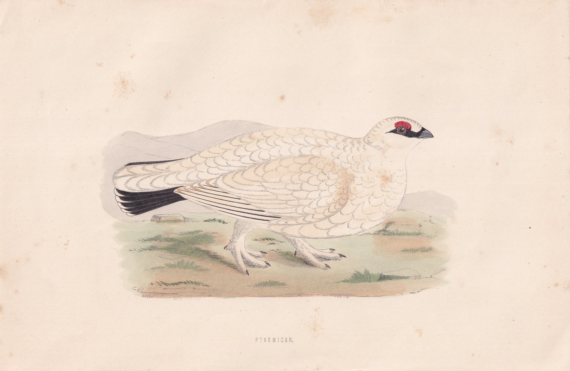 Ptarmigan - original 1870 hand coloured antique bird print by Alexander Francis Lydon, engraved by Benjamin Fawcett