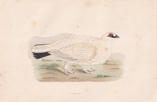Ptarmigan - original 1870 hand coloured antique bird print by Alexander Francis Lydon, engraved by Benjamin Fawcett