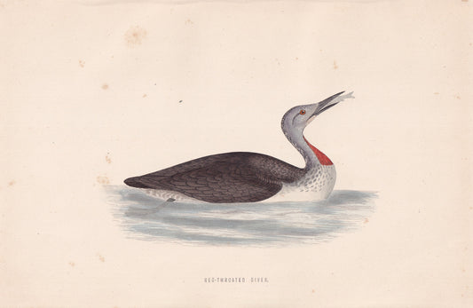 Red-throated Diver - original 1870 hand coloured antique bird print by Alexander Francis Lydon, engraved by Benjamin Fawcett