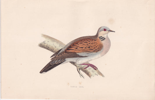Turtle Dove - original 1870 hand coloured antique bird print by Alexander Francis Lydon, engraved by Benjamin Fawcett