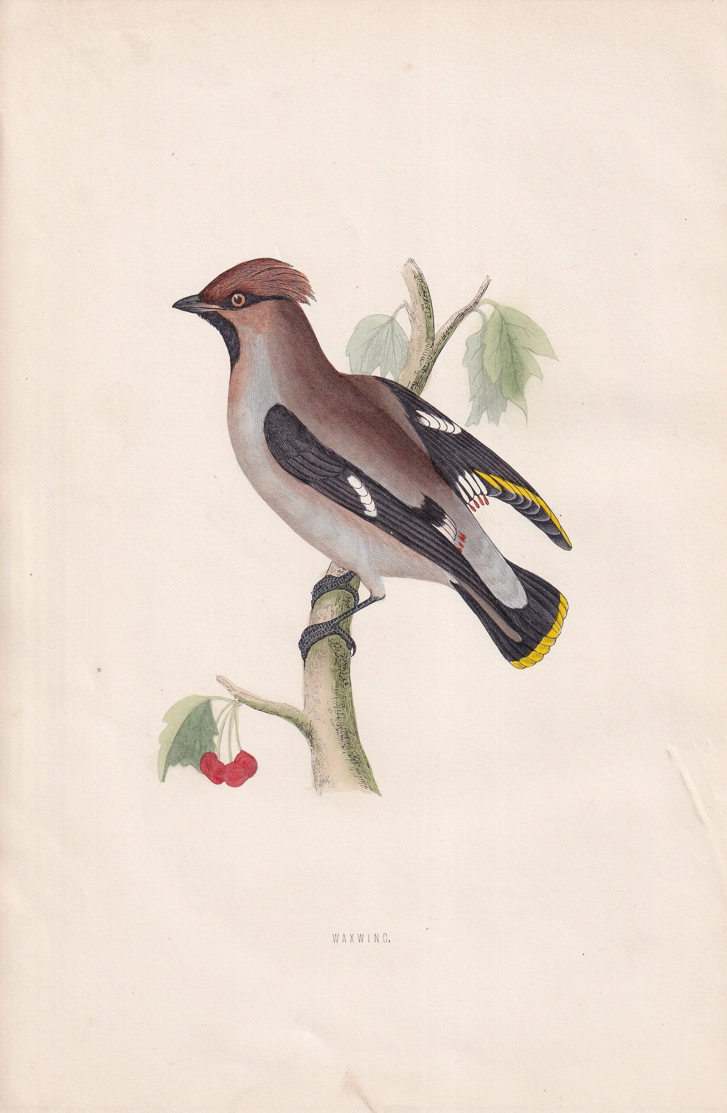 Waxwing - original 1870 hand coloured antique bird print by Alexander Francis Lydon, engraved by Benjamin Fawcett