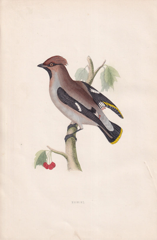 Waxwing - original 1870 hand coloured antique bird print by Alexander Francis Lydon, engraved by Benjamin Fawcett