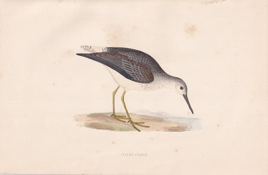 Yellow-shanks - original 1870 hand coloured antique bird print by Alexander Francis Lydon, engraved by Benjamin Fawcett
