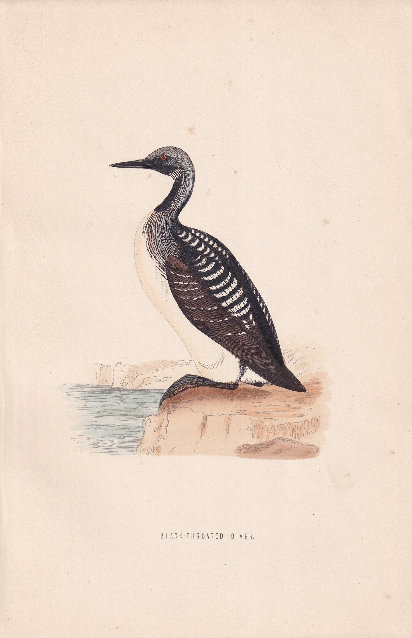Black-throated Diver - original 1870 hand coloured antique bird print by Alexander Francis Lydon, engraved by Benjamin Fawcett