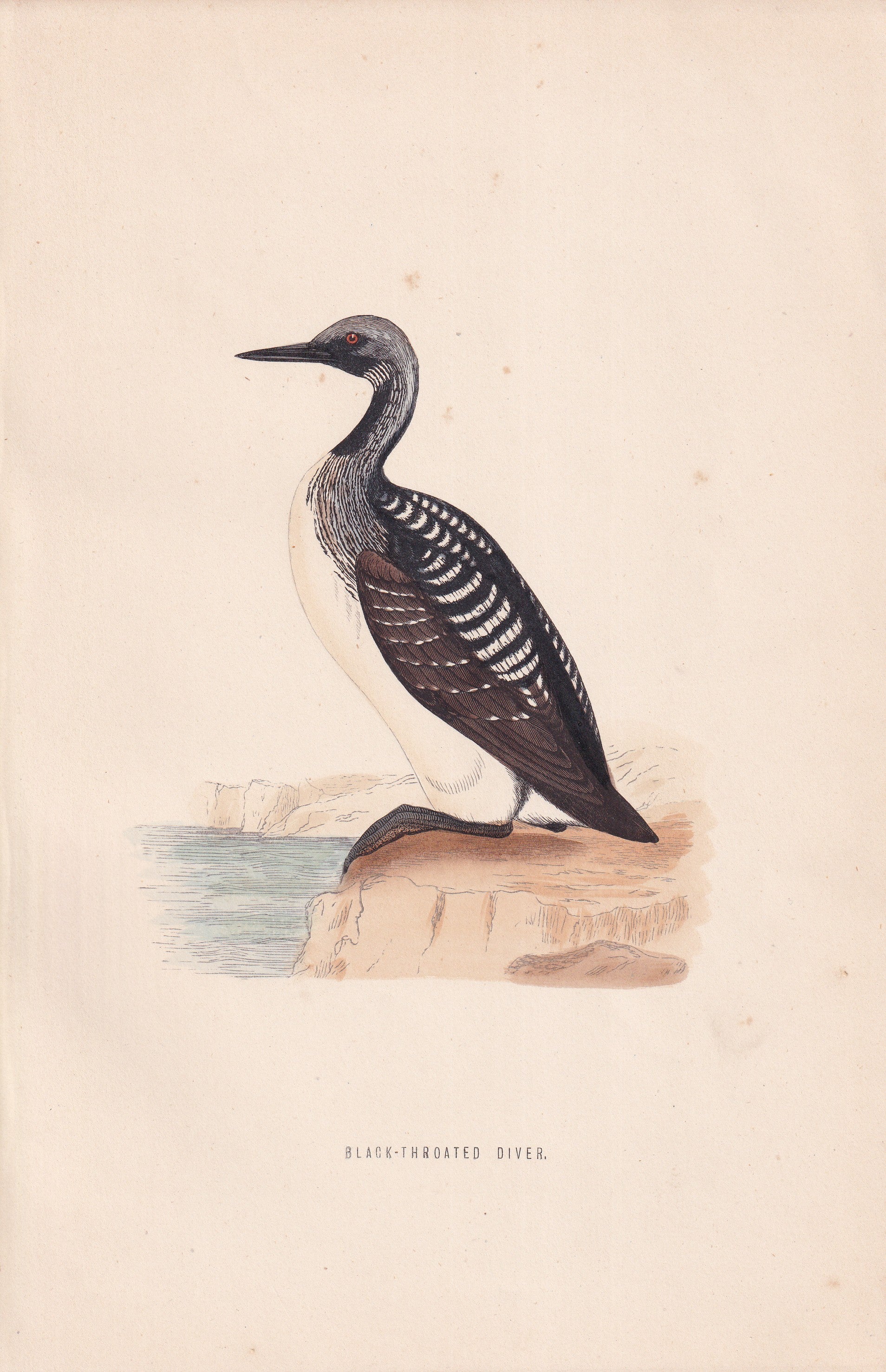 Black-throated Diver - original 1870 hand coloured antique bird print by Alexander Francis Lydon, engraved by Benjamin Fawcett