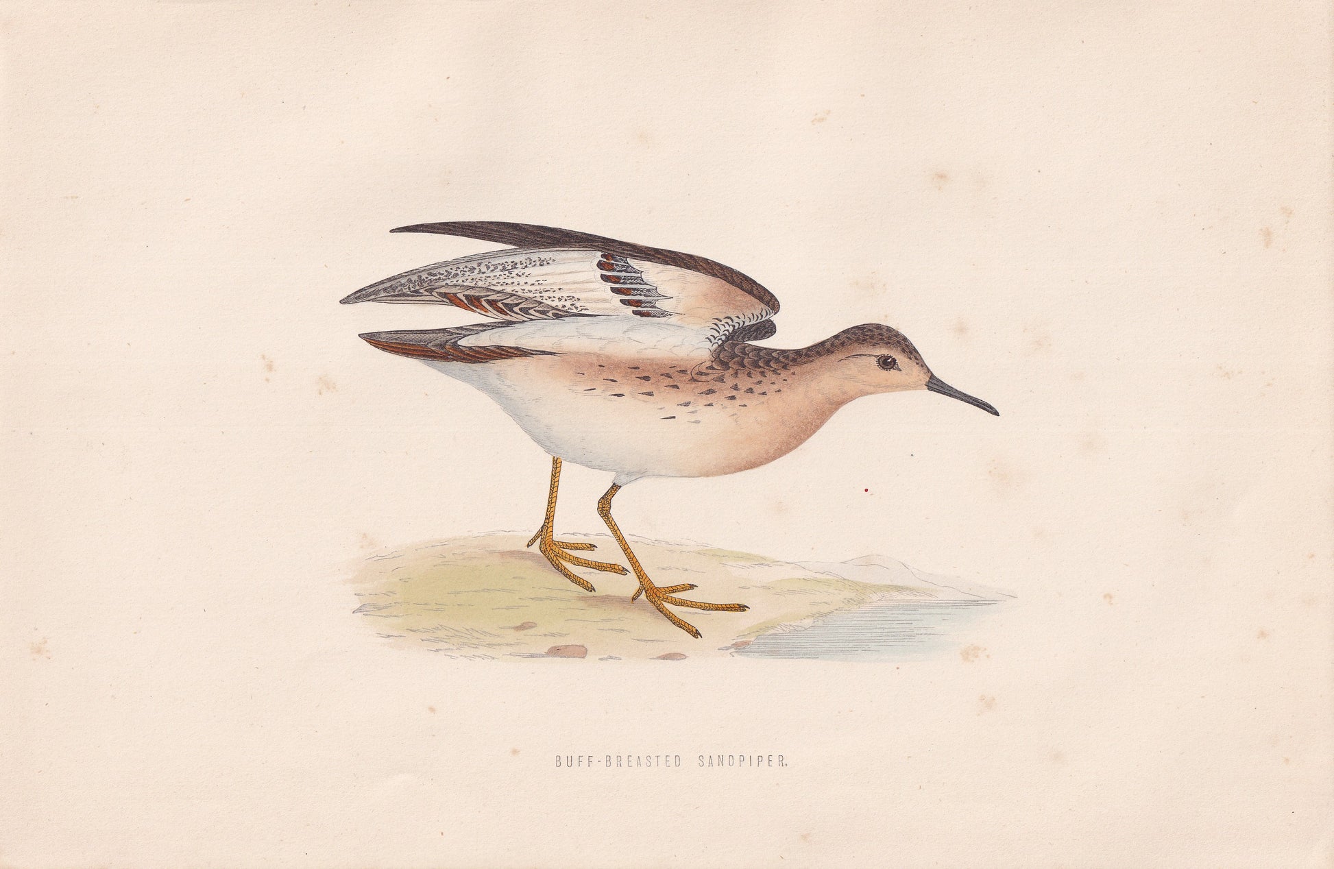 Buff-breasted Sandpiper - original 1870 hand coloured antique bird print by Alexander Francis Lydon, engraved by Benjamin Fawcett
