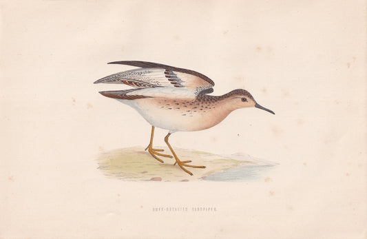 Buff-breasted Sandpiper - original 1870 hand coloured antique bird print by Alexander Francis Lydon, engraved by Benjamin Fawcett
