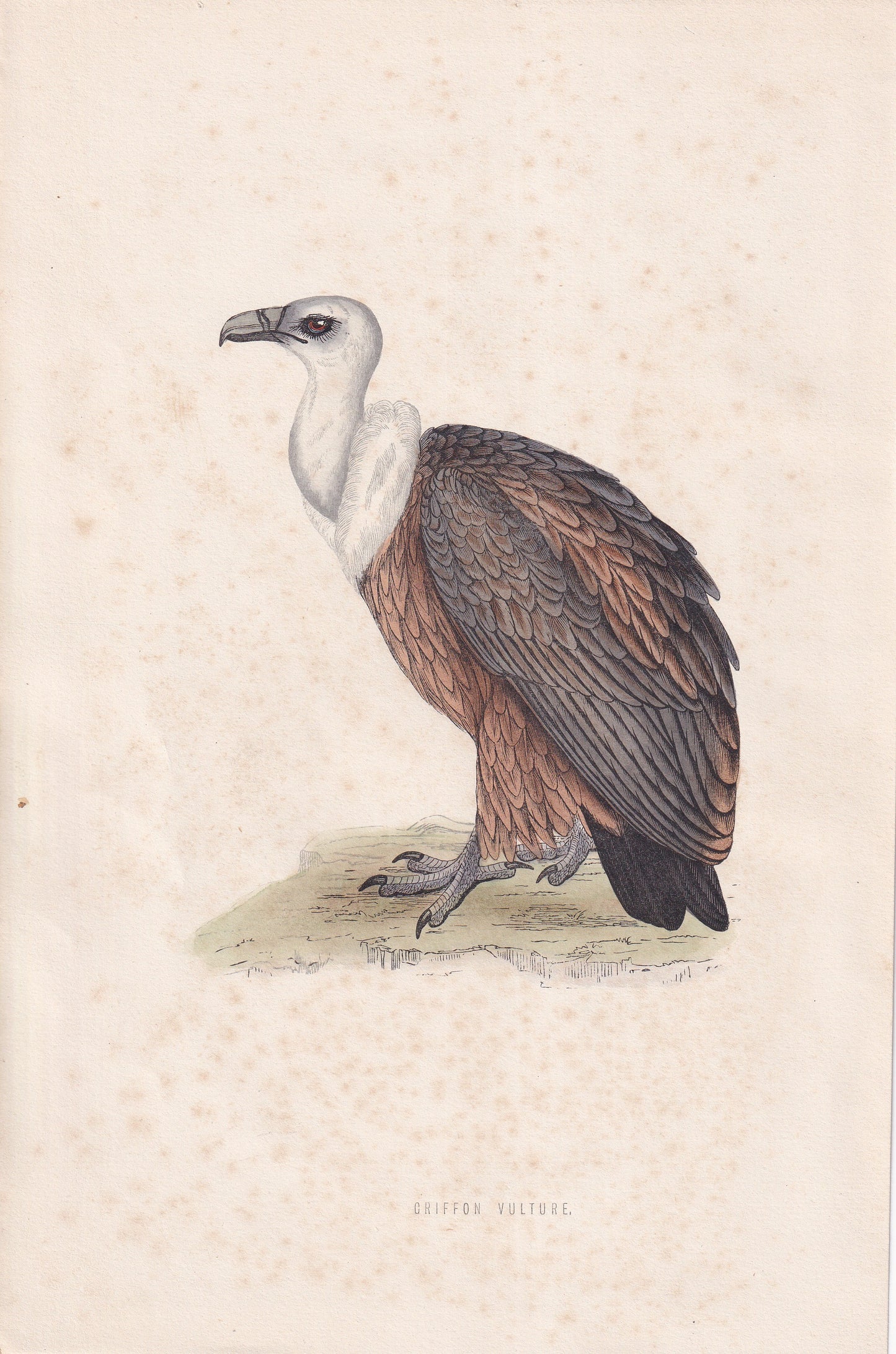 Griffon Vulture - original 1870 hand coloured antique bird print by Alexander Francis Lydon, engraved by Benjamin Fawcett