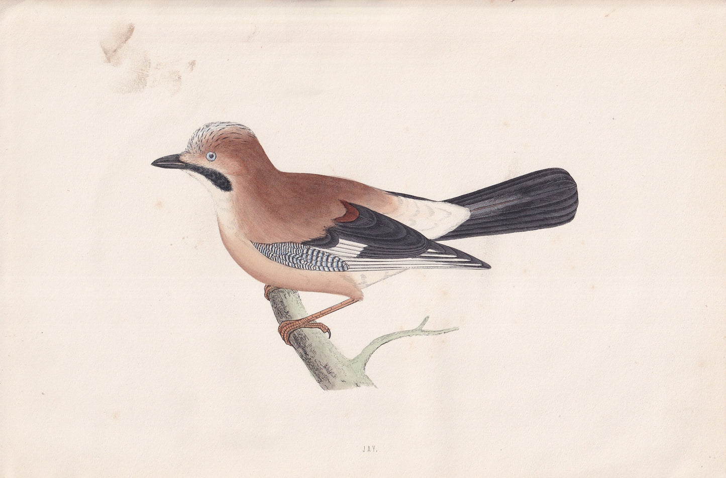 Jay - original 1870 hand coloured antique bird print by Alexander Francis Lydon, engraved by Benjamin Fawcett