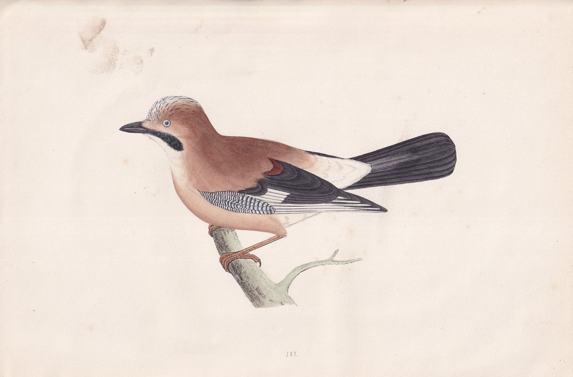 Jay - original 1870 hand coloured antique bird print by Alexander Francis Lydon, engraved by Benjamin Fawcett