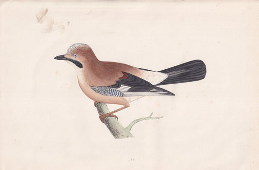 Jay - original 1870 hand coloured antique bird print by Alexander Francis Lydon, engraved by Benjamin Fawcett