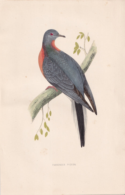 Passenger Pigeon - original 1870 hand coloured antique bird print by Alexander Francis Lydon, engraved by Benjamin Fawcett