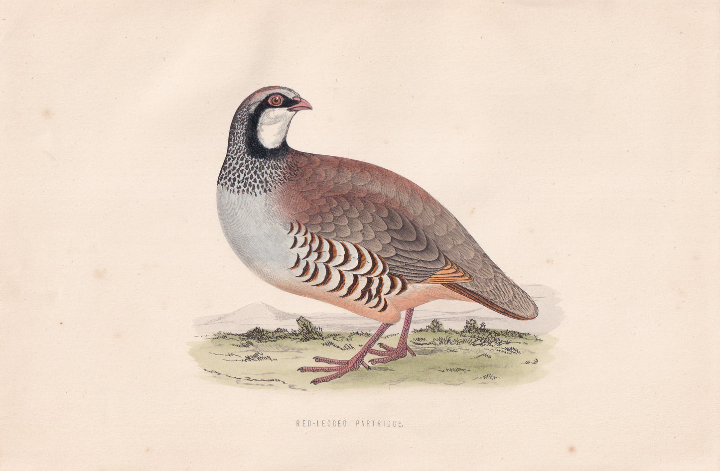 Red-legged Partridge - original 1870 hand coloured antique bird print by Alexander Francis Lydon, engraved by Benjamin Fawcett