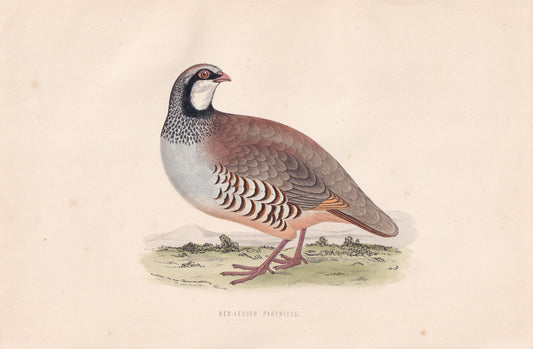 Red-legged Partridge - original 1870 hand coloured antique bird print by Alexander Francis Lydon, engraved by Benjamin Fawcett