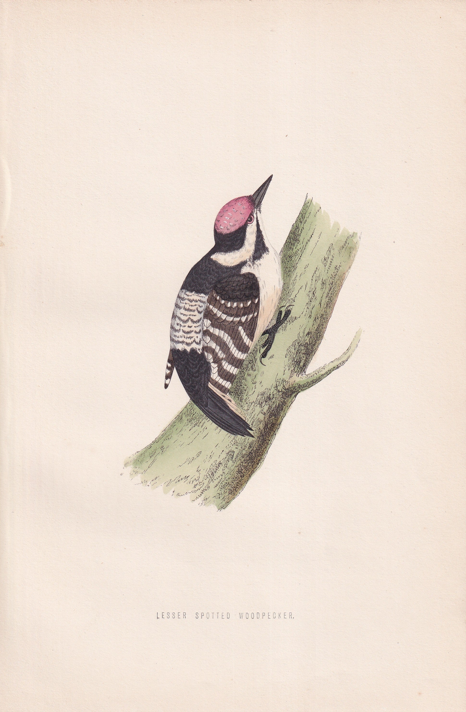 Lesser Spotted Woodpecker - original 1870 hand coloured antique bird print by Alexander Francis Lydon, engraved by Benjamin Fawcett