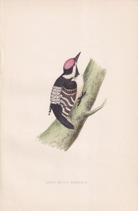 Lesser Spotted Woodpecker - original 1870 hand coloured antique bird print by Alexander Francis Lydon, engraved by Benjamin Fawcett