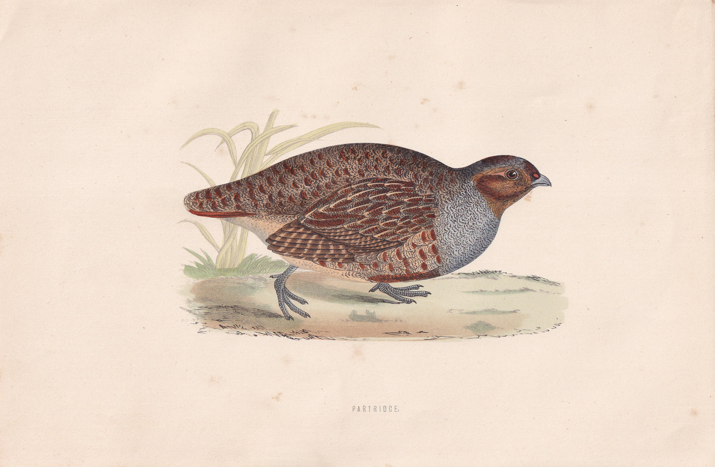 Partridge - original 1870 hand coloured antique bird print by Alexander Francis Lydon, engraved by Benjamin Fawcett