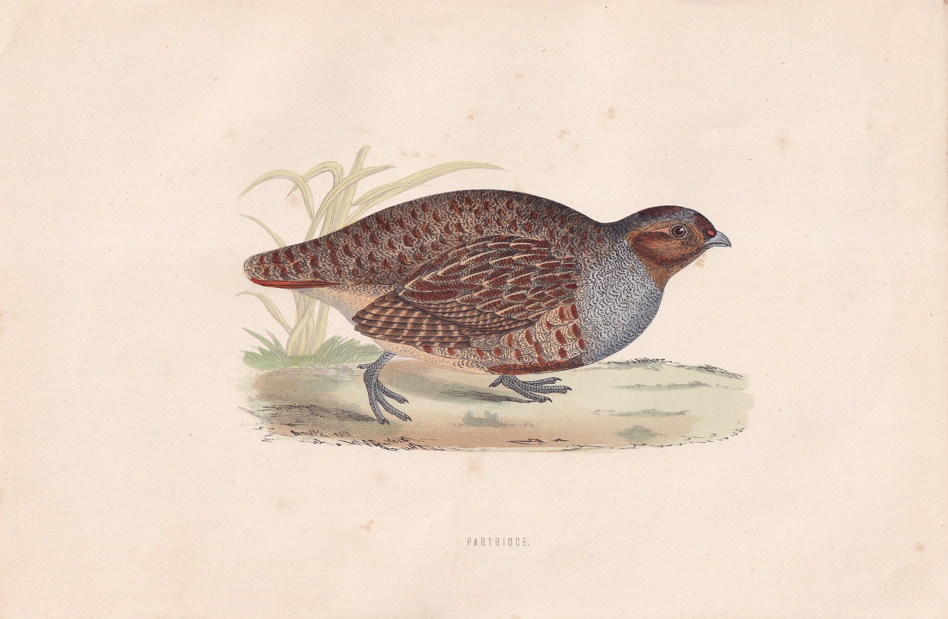 Partridge - original 1870 hand coloured antique bird print by Alexander Francis Lydon, engraved by Benjamin Fawcett