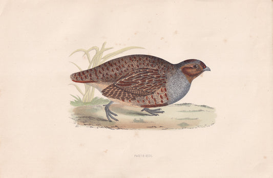 Partridge - original 1870 hand coloured antique bird print by Alexander Francis Lydon, engraved by Benjamin Fawcett