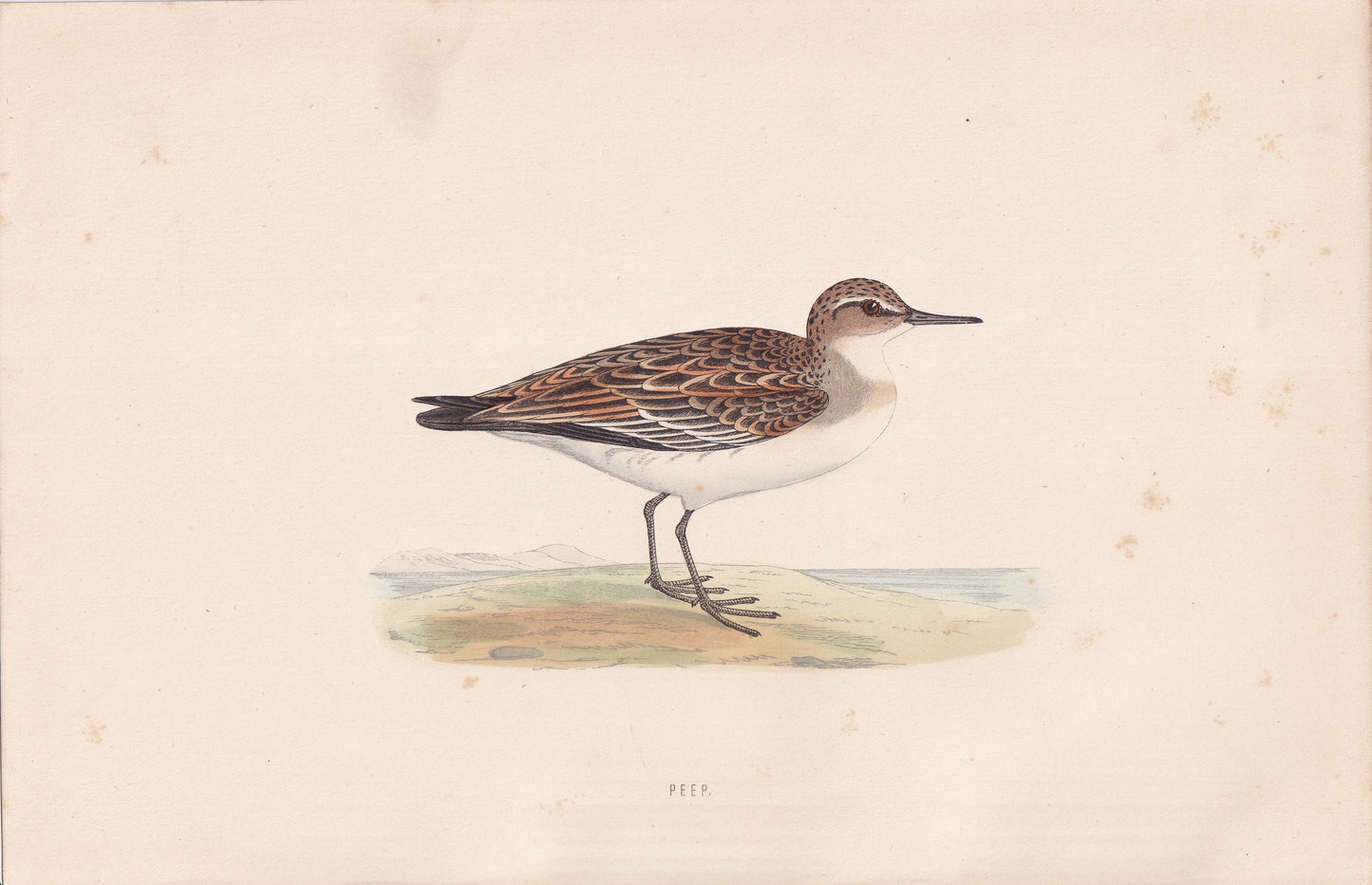 Peep - original 1870 hand coloured antique bird print by Alexander Francis Lydon, engraved by Benjamin Fawcett