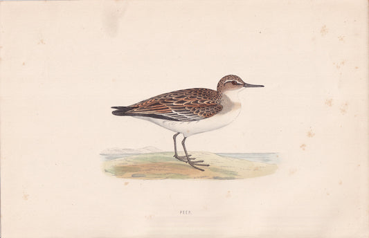 Peep - original 1870 hand coloured antique bird print by Alexander Francis Lydon, engraved by Benjamin Fawcett
